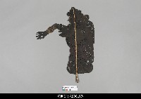 藏品(印度喀拉拉邦皮影)的圖片